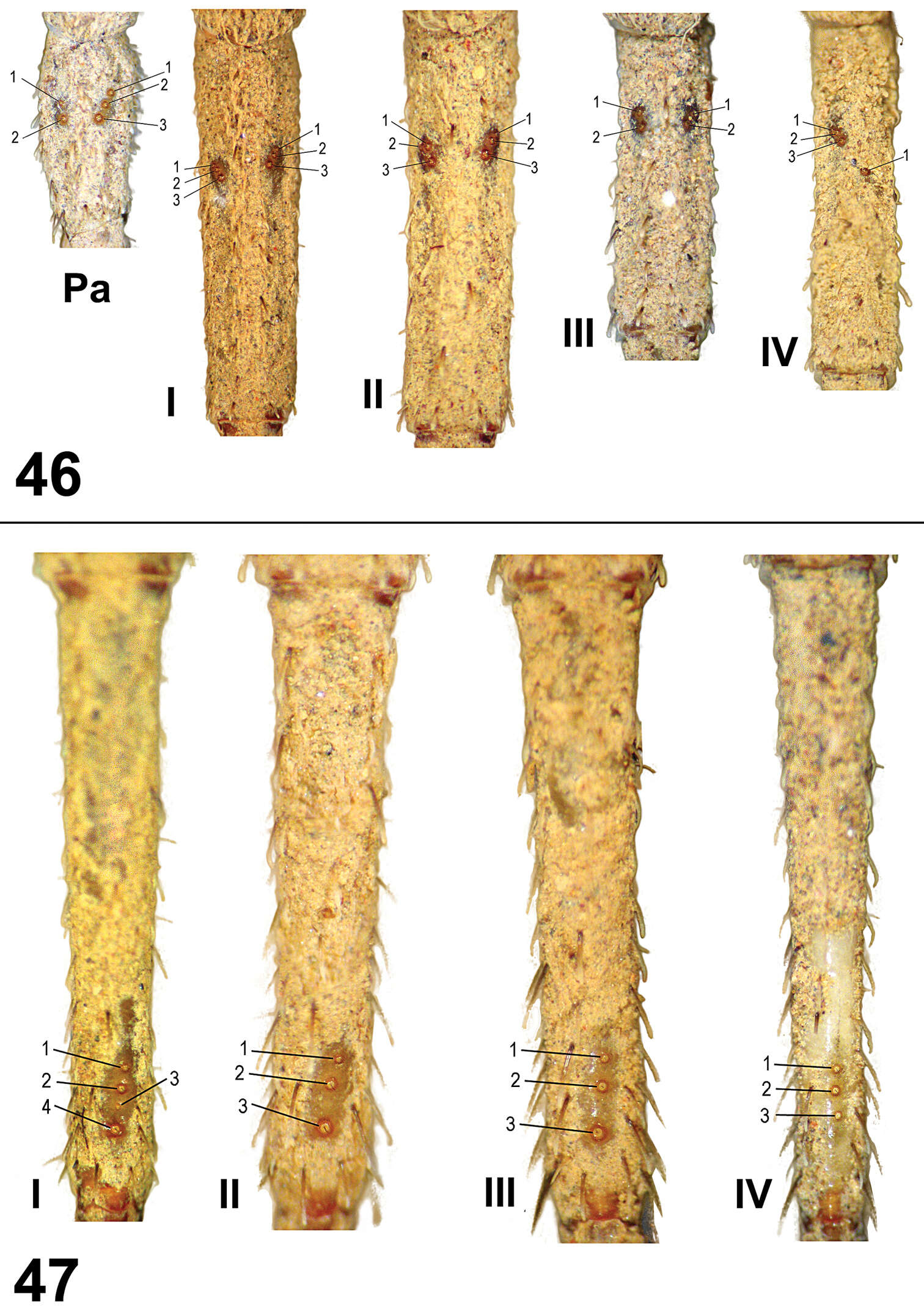 Paratropis tuxtlensis Valdez-Mondragón, Mendoza & Francke 2014 resmi