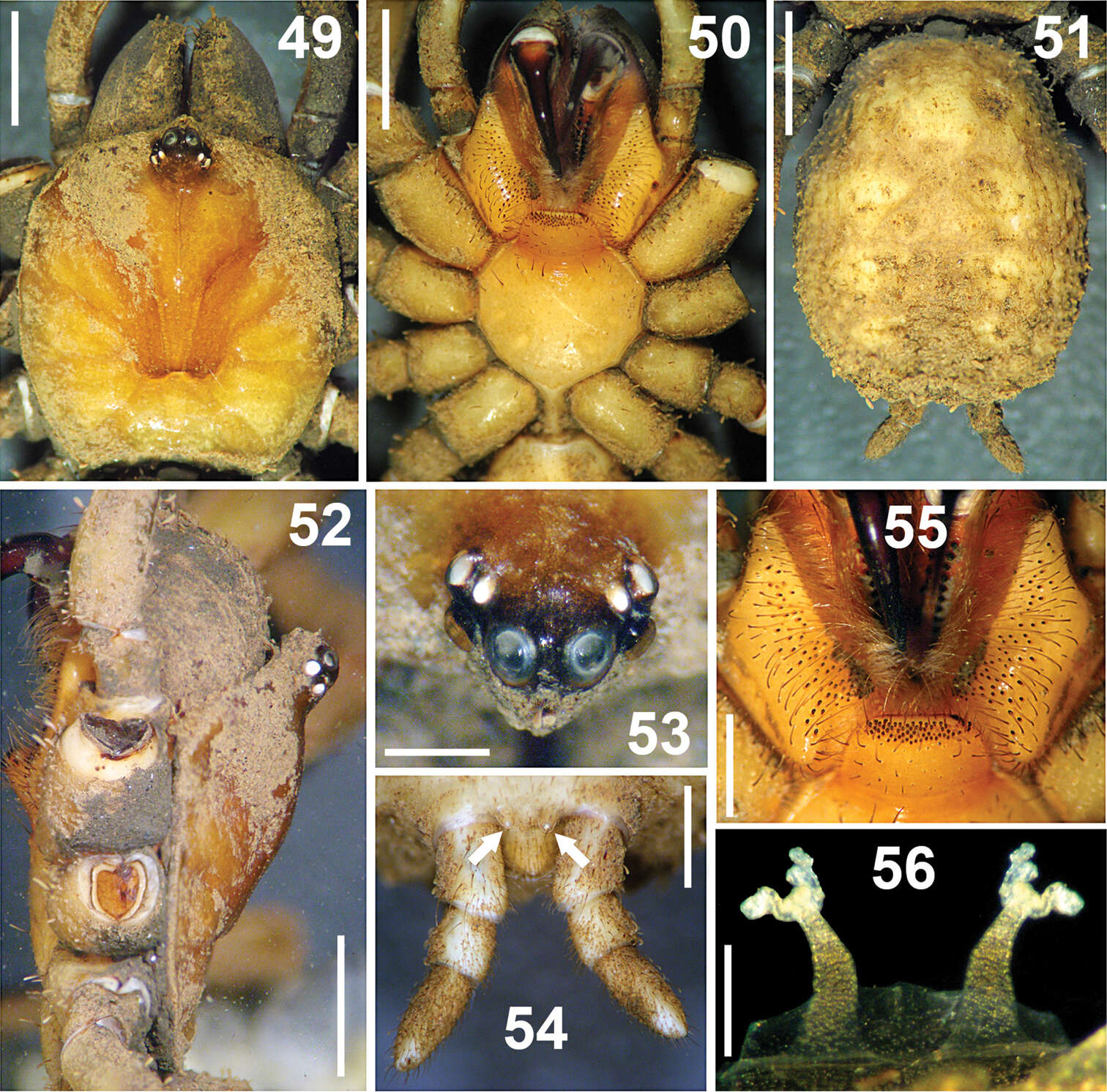 Plancia ëd Paratropis tuxtlensis Valdez-Mondragón, Mendoza & Francke 2014