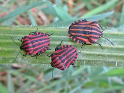 Image of <i>Graphosoma italicum</i>