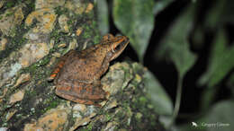 Image of Bongao tree frog