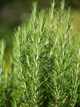 Image of Rosemary