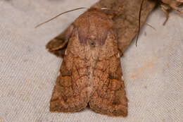 Imagem de Orthosia ferrigera Smith 1894