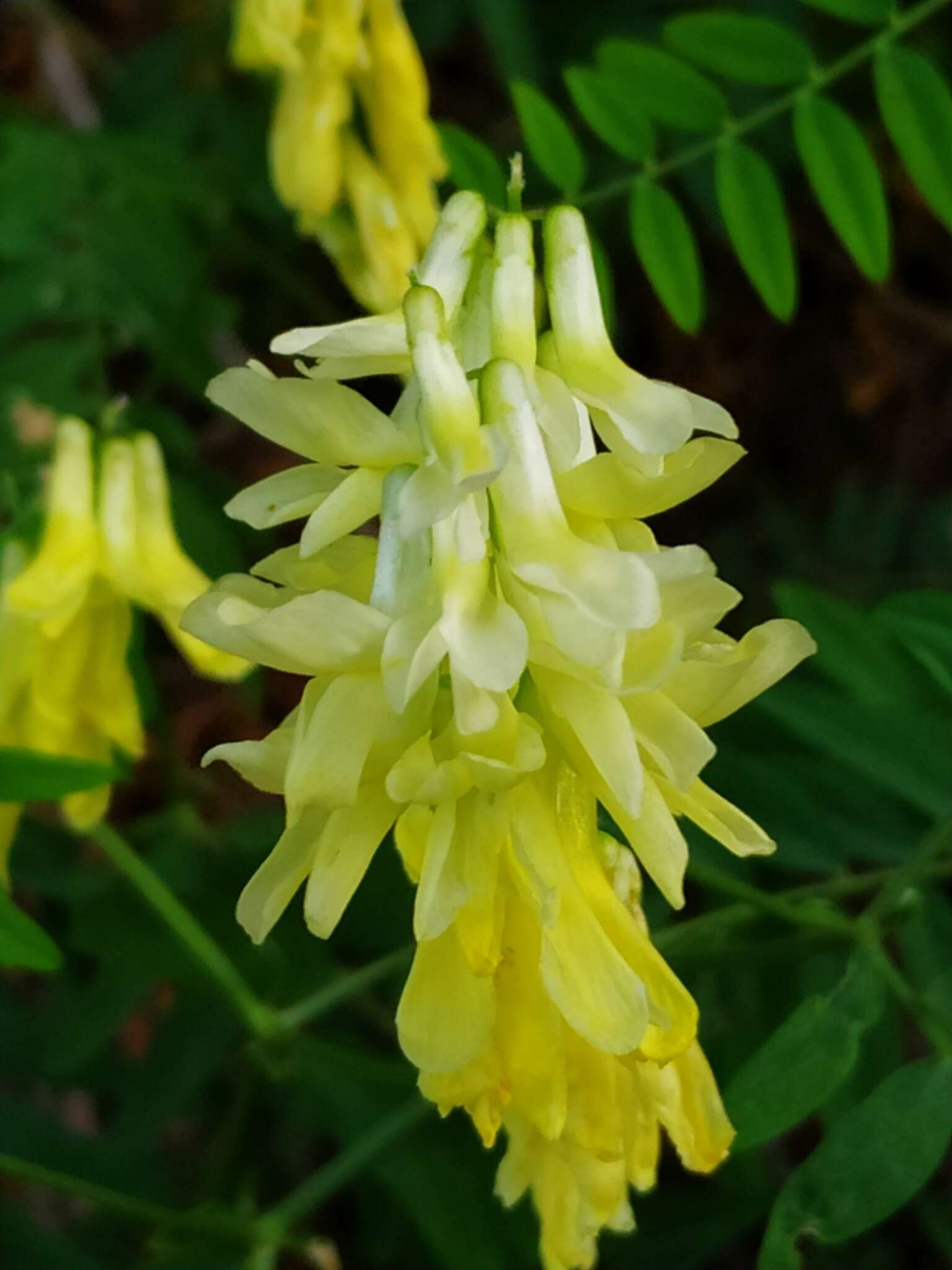 Image of Vicia pinetorum Boiss. & Spruner