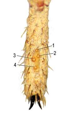 Image of Paratropis tuxtlensis Valdez-Mondragón, Mendoza & Francke 2014