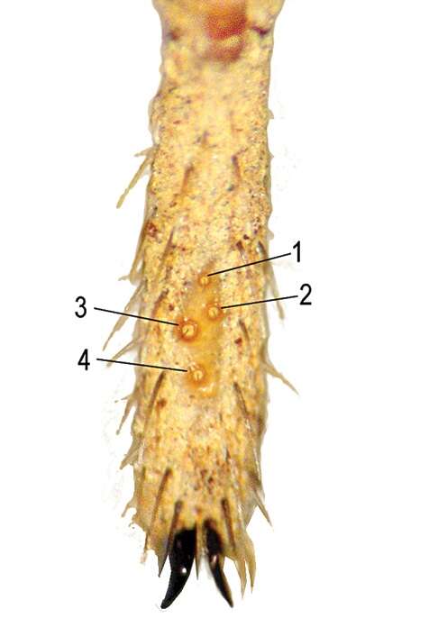 Image of Paratropis tuxtlensis Valdez-Mondragón, Mendoza & Francke 2014