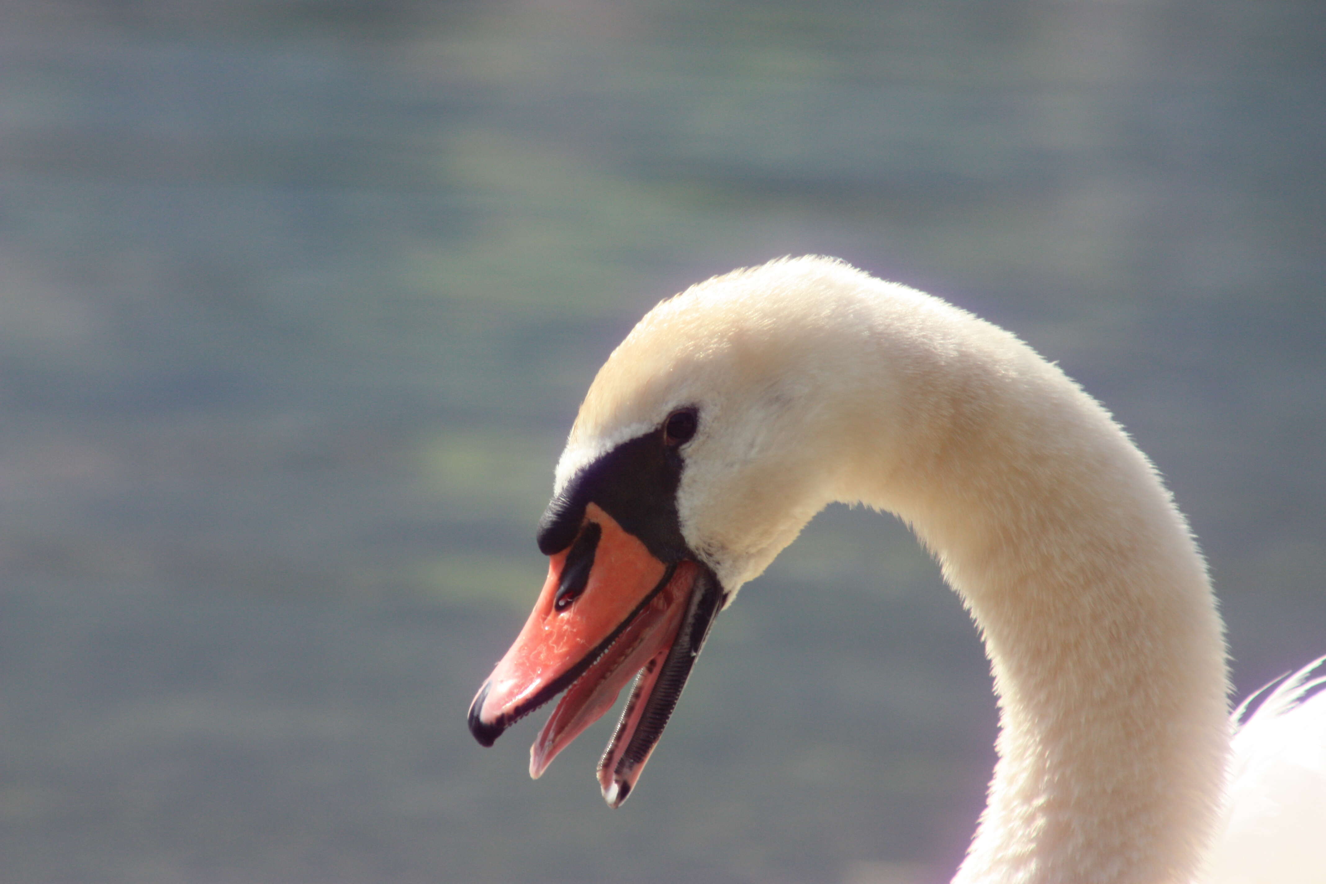 Image of Mute Swan