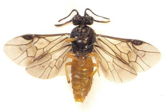 Image of Aprosthema melanurum