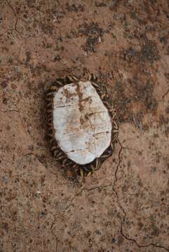 Image of Southern Tent Tortoise