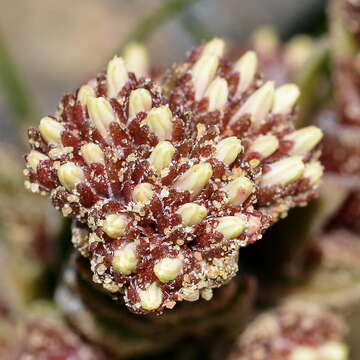 Image of Crassula alpestris subsp. alpestris