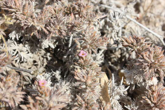 Image of matted crinklemat