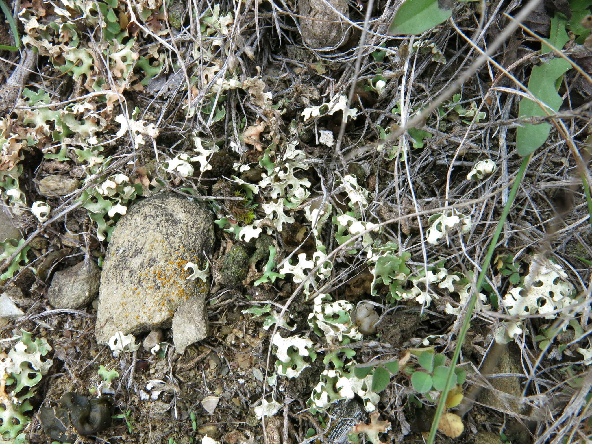 Image of Resurrection lichen