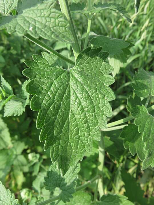 Image of Catnip