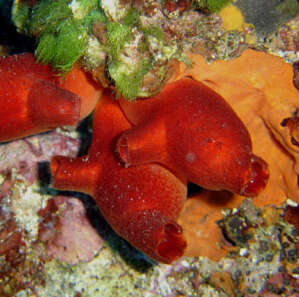 Image of red sea-squirt