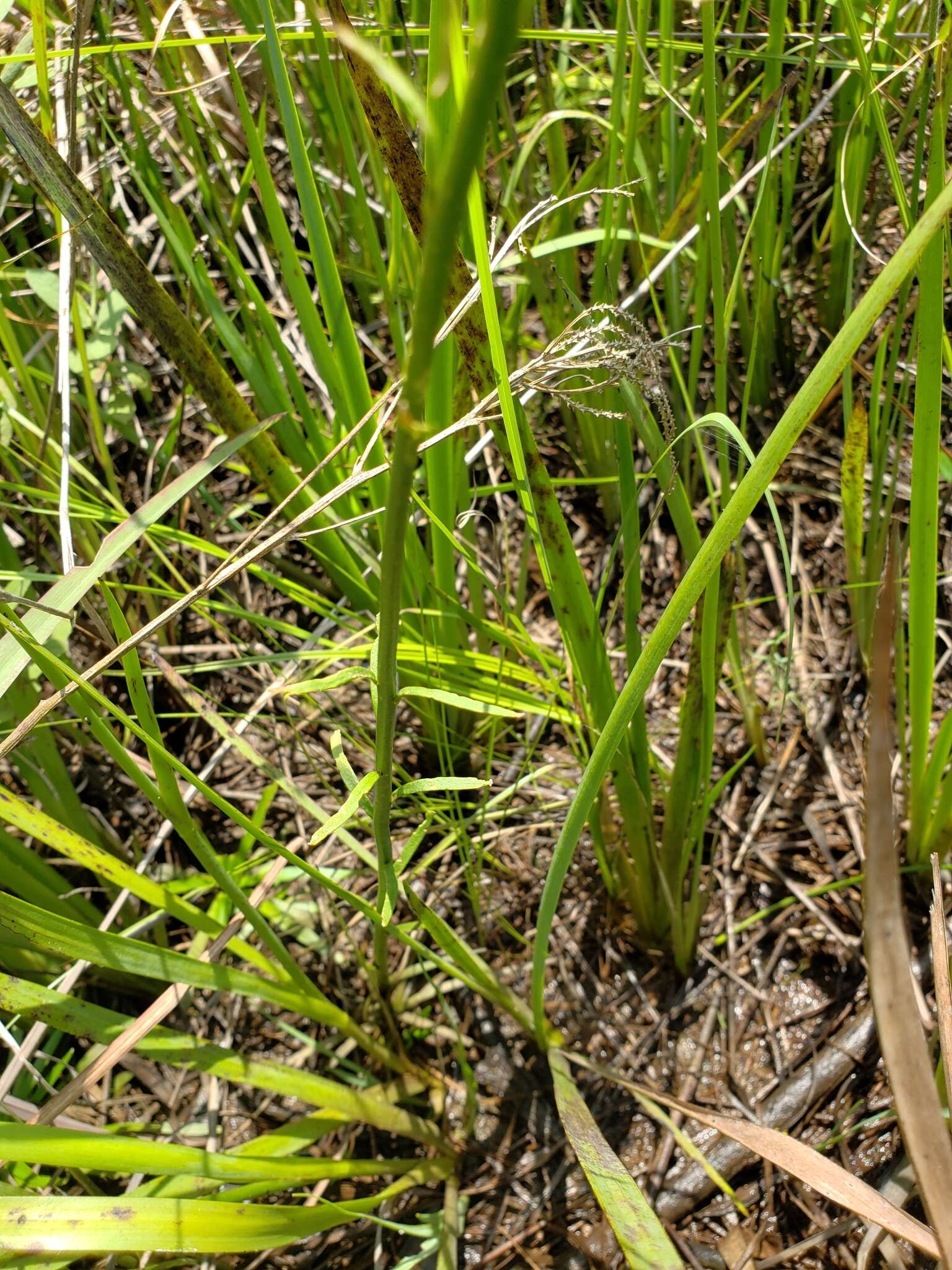 Image of tall pinebarren milkwort