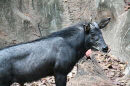 Image of Serow