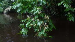 Image of Crudia glaberrima (Steud.) J. F. Macbr.