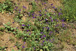 Image of Parry's phacelia