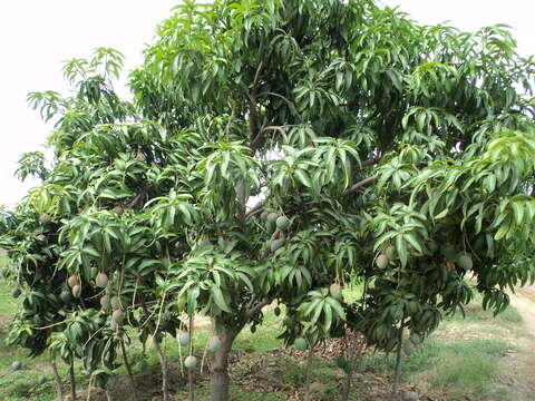 Image of Mango