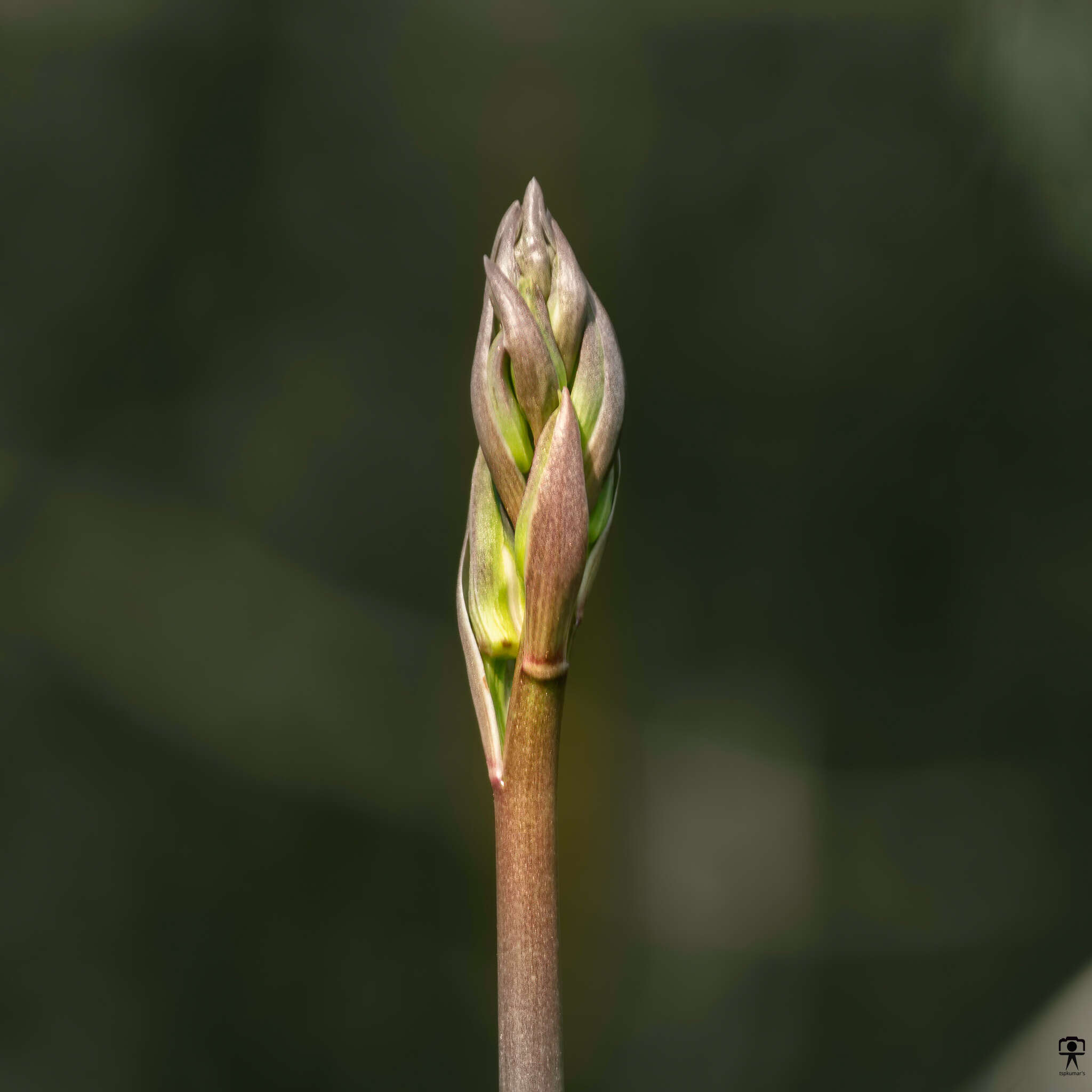 Image of Eulophia nuda Lindl.