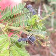 Image of Polyrhachis schistacea (Gerstaecker 1859)