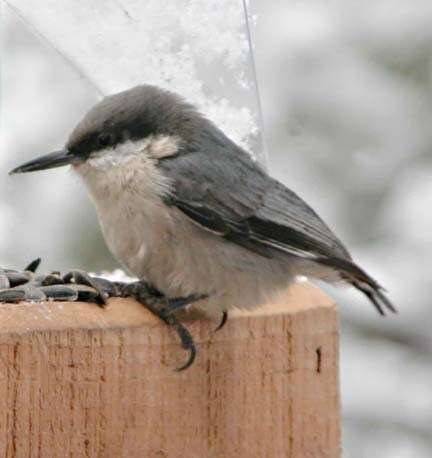 Image of Pygmy Nuthatch