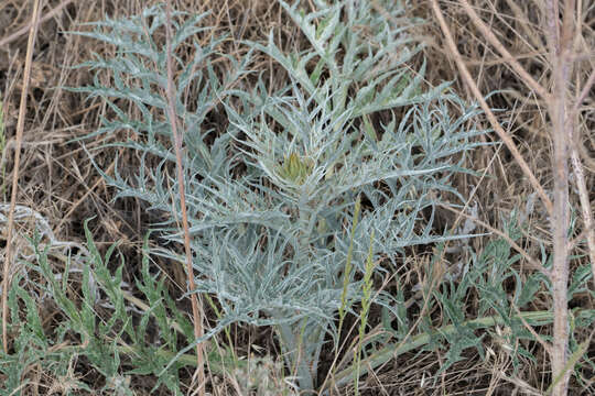 Image of cardoon