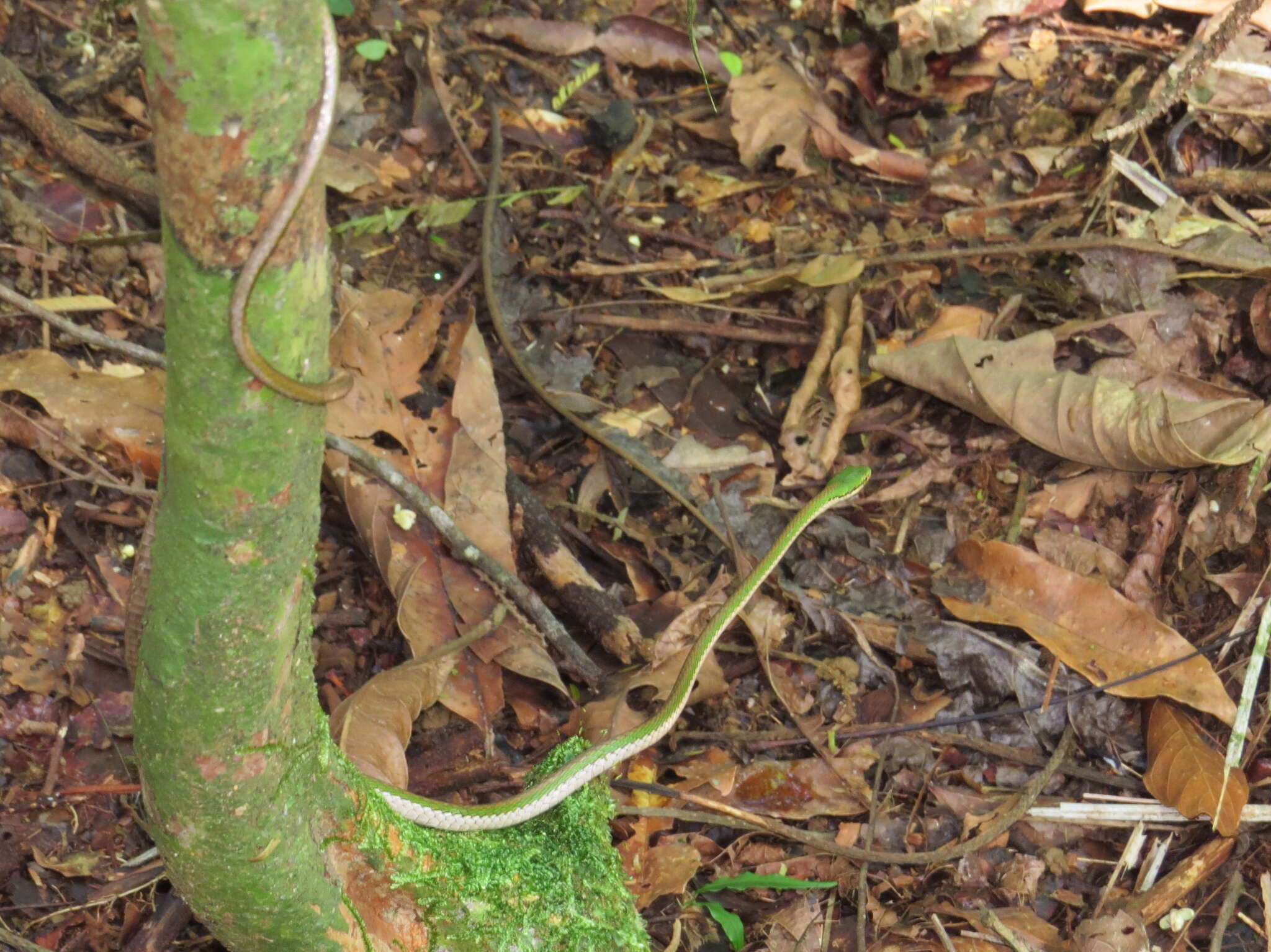 Image of Oliver's Parrot Snake