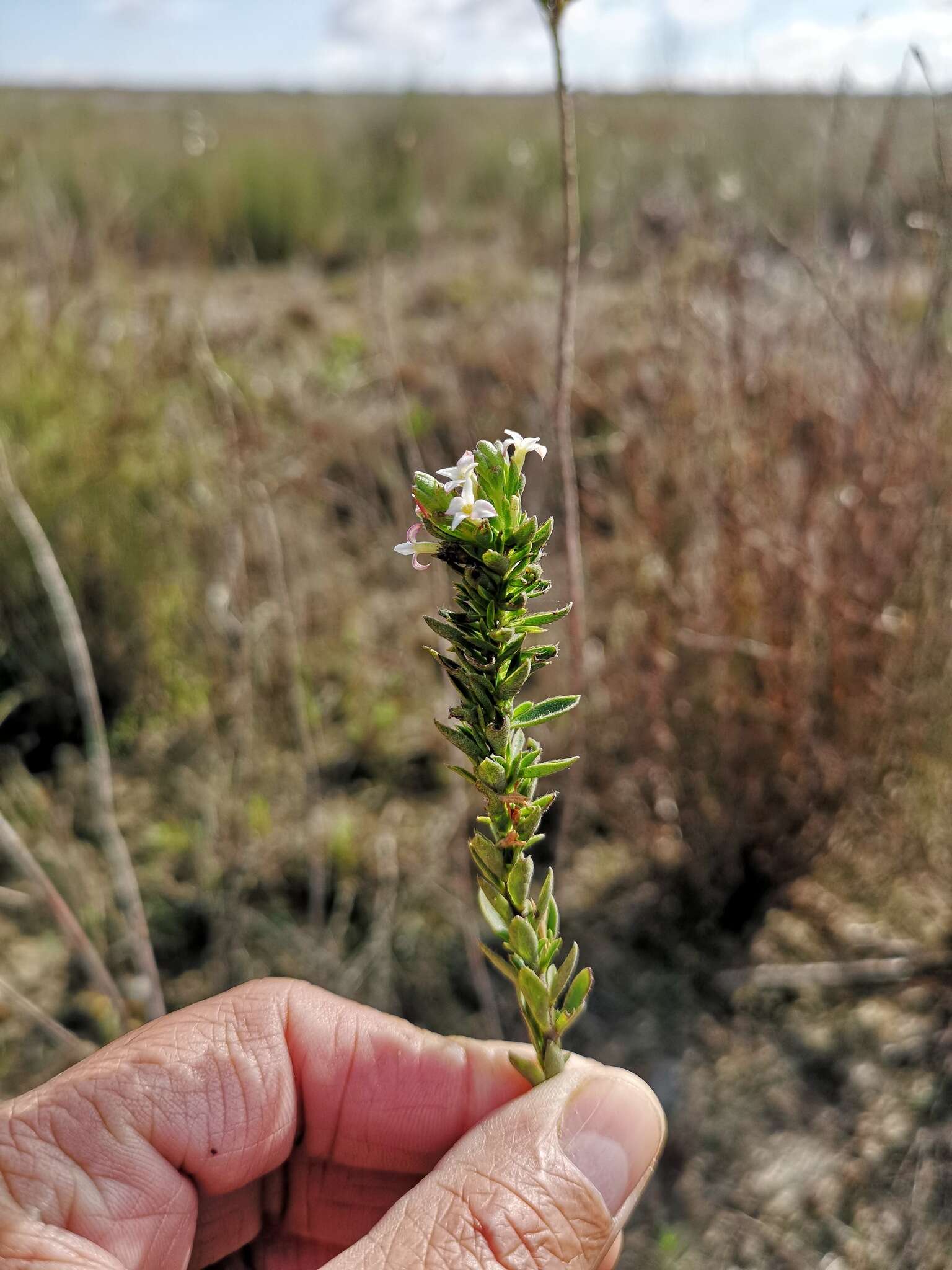 Image of Gnidia spicata (L. fil.) Gilg