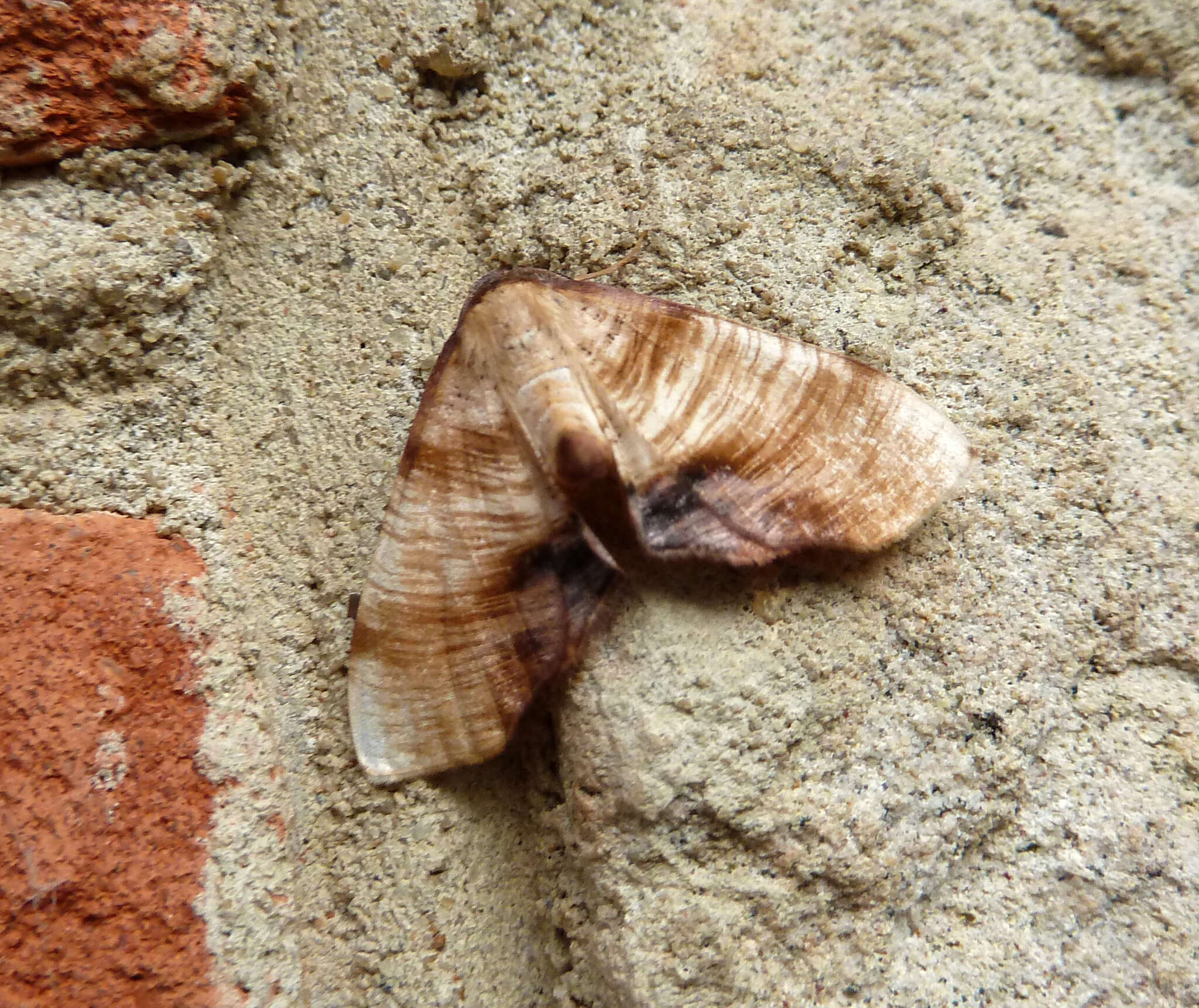 Image of scorched wing