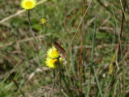 Image de Acraea anacreon Trimen 1868