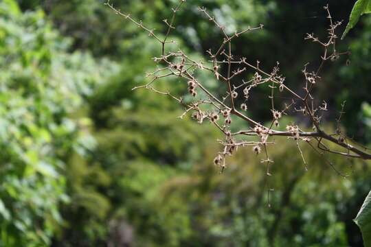 Image of Heliocarpus terebinthinaceus (DC.) Hochr.