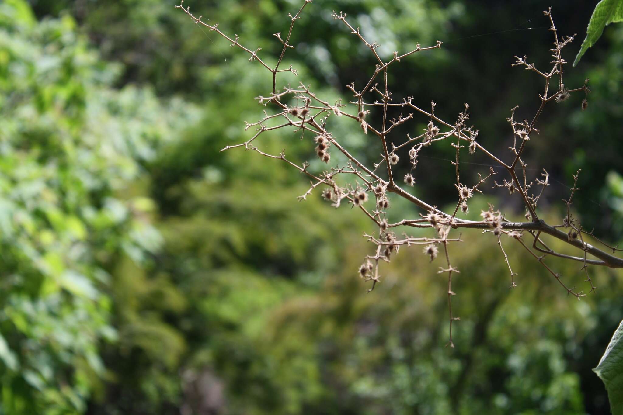 Sivun Heliocarpus terebinthinaceus (DC.) Hochr. kuva