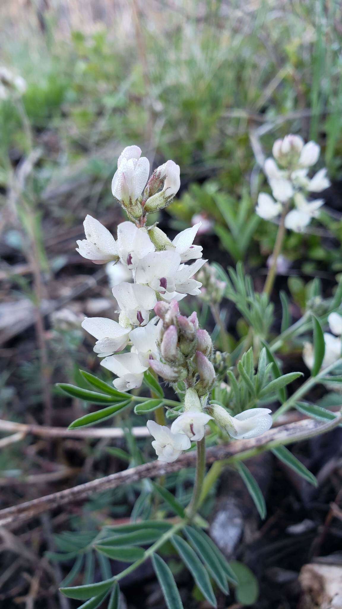 صورة Astragalus australis (L.) Lam.