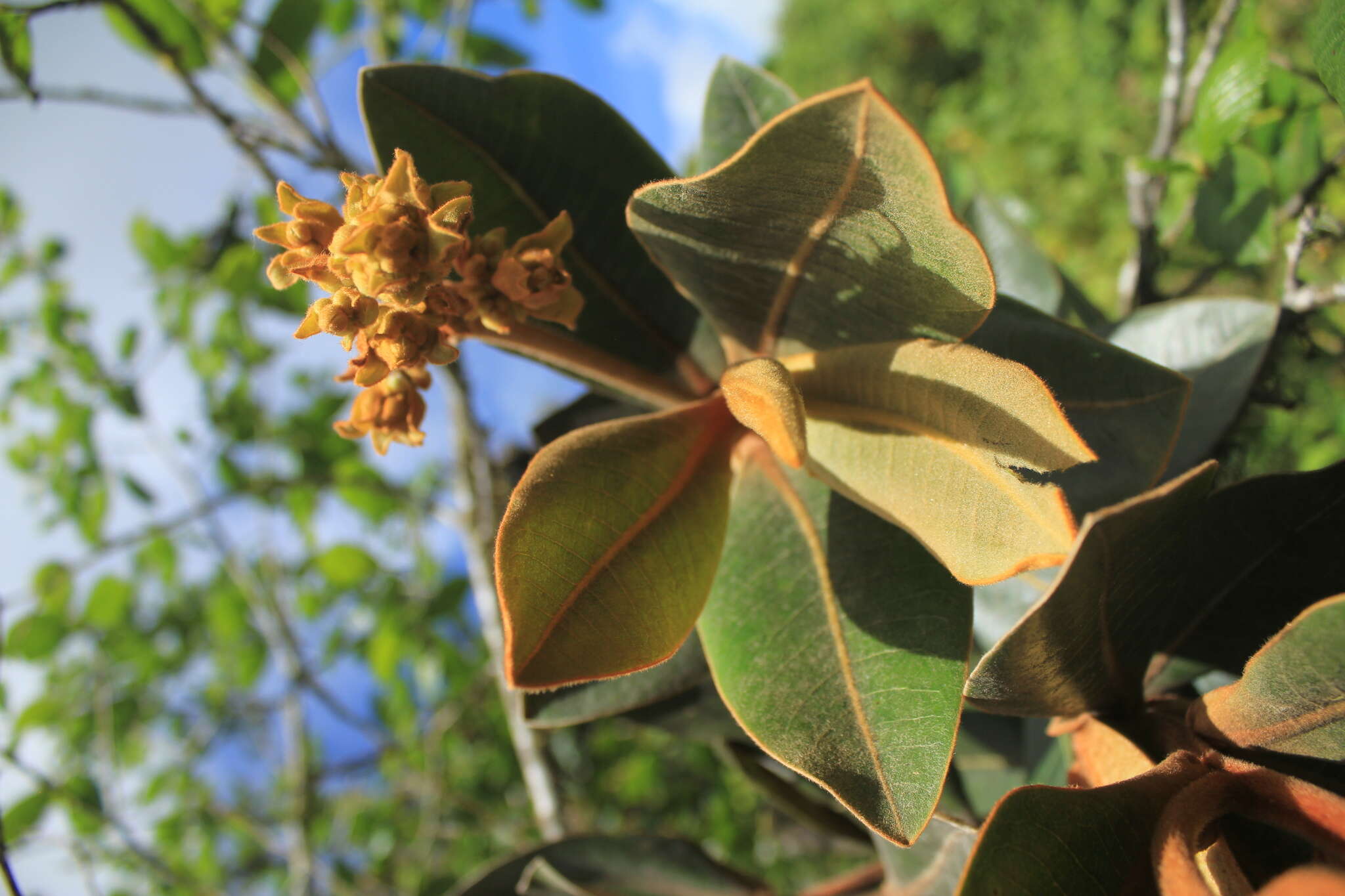 Image of Ocotea caesariata van der Werff