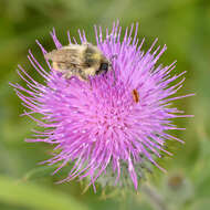 Image of Shrill carder bee