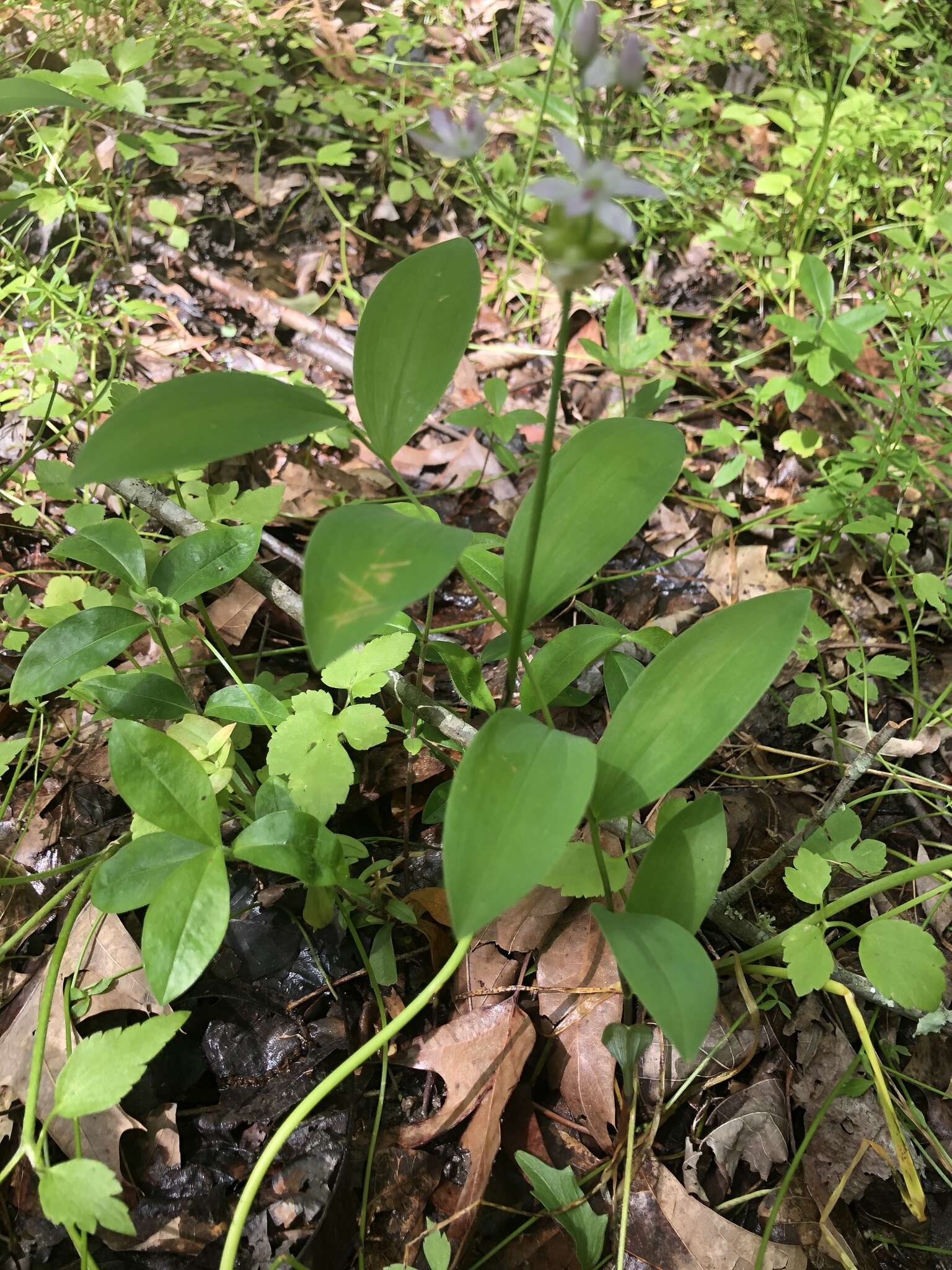 Image of Florida Bellwort