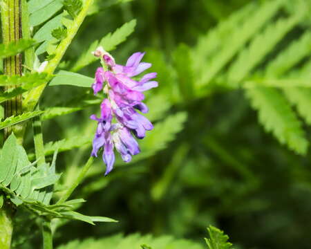 Image of bird vetch