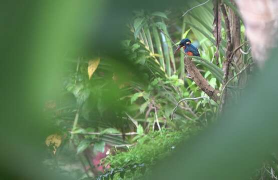 Image of Dwarf River Kingfisher