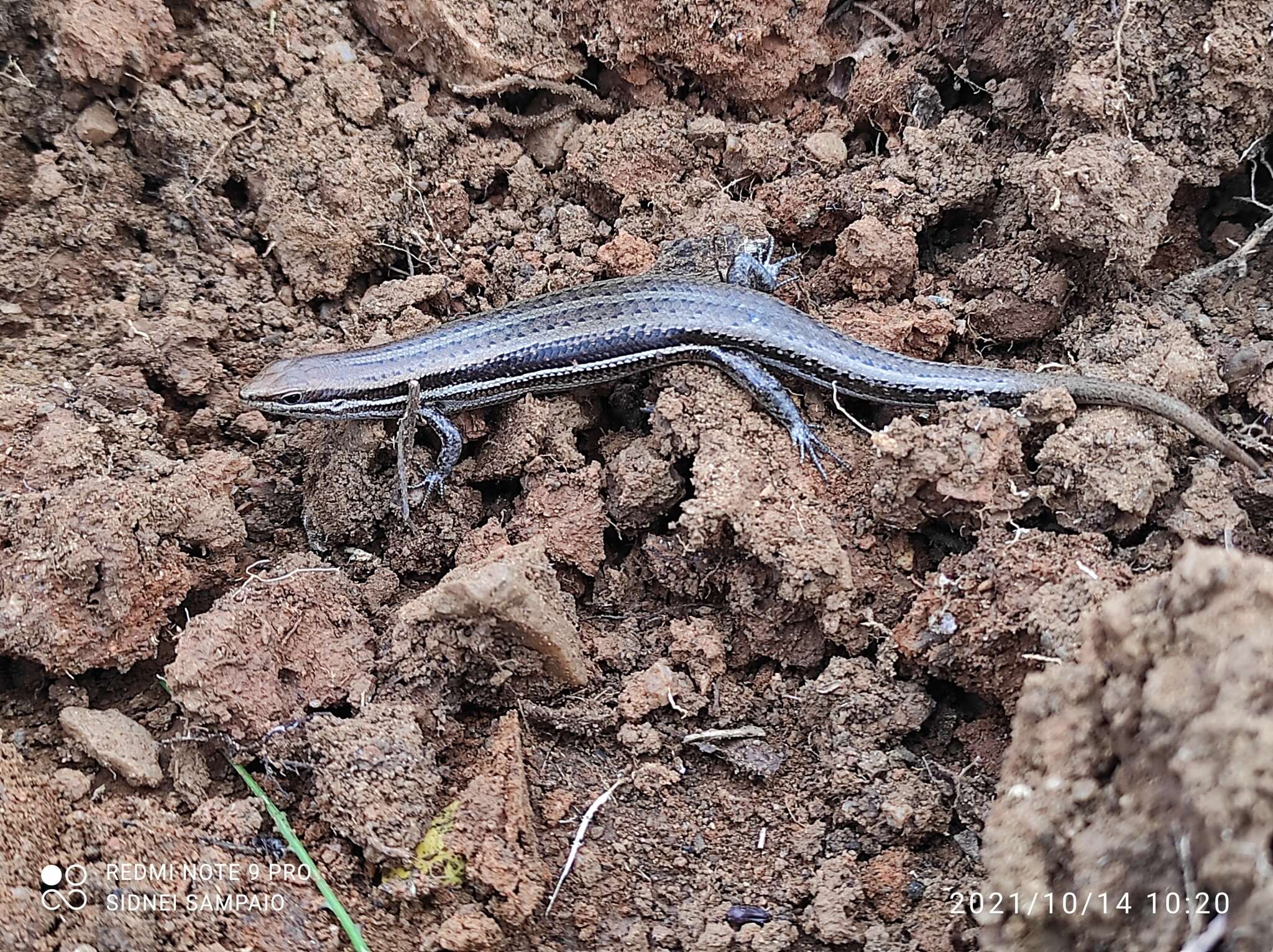 Brasiliscincus resmi