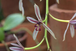 Image of Orchid