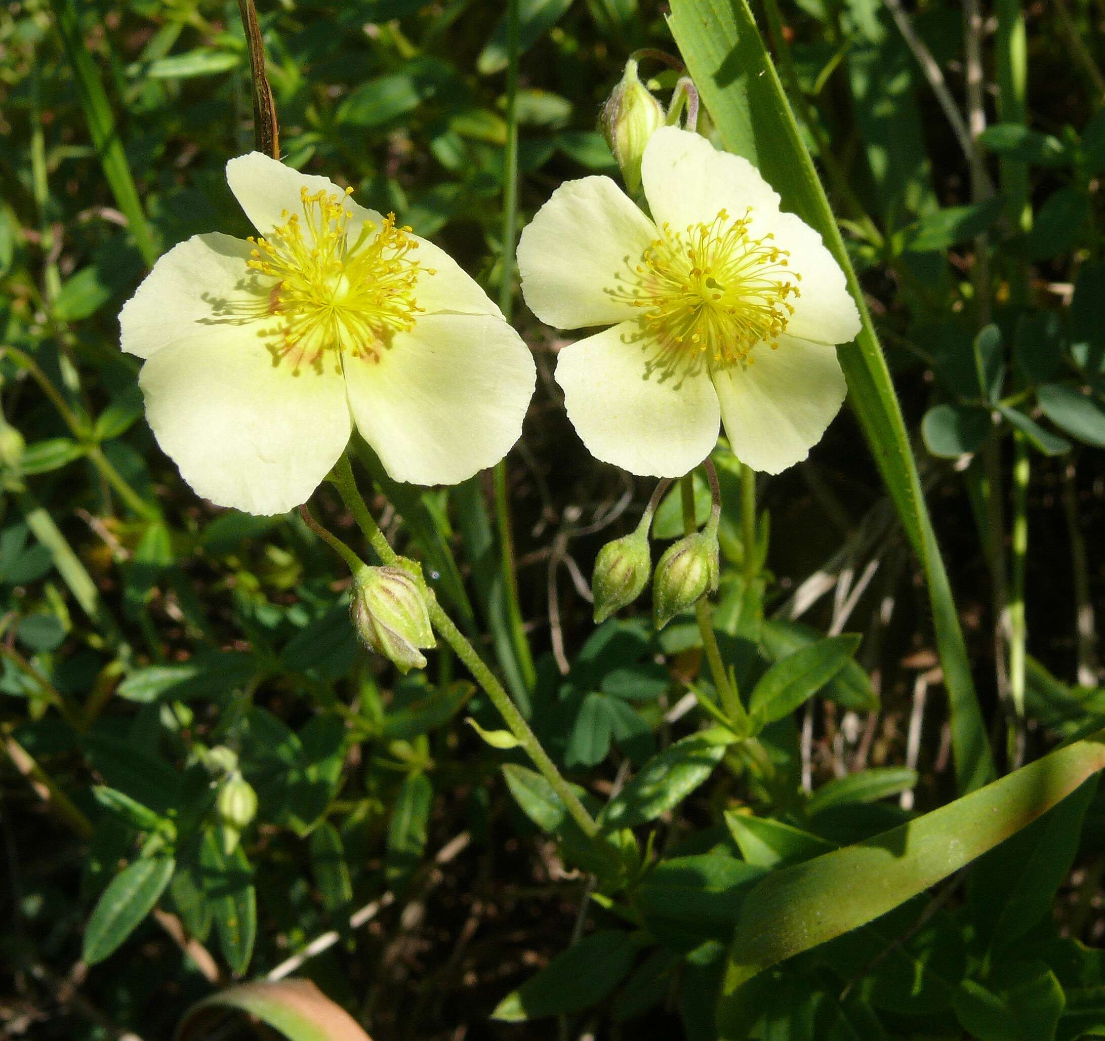 Image of Common Rock-rose