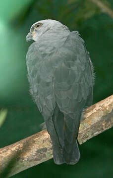 Image of Plumbeous Kite