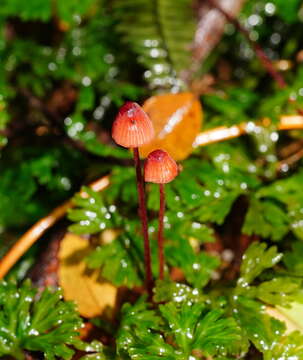 Image de Mycena toyerlaricola Grgur. 2003