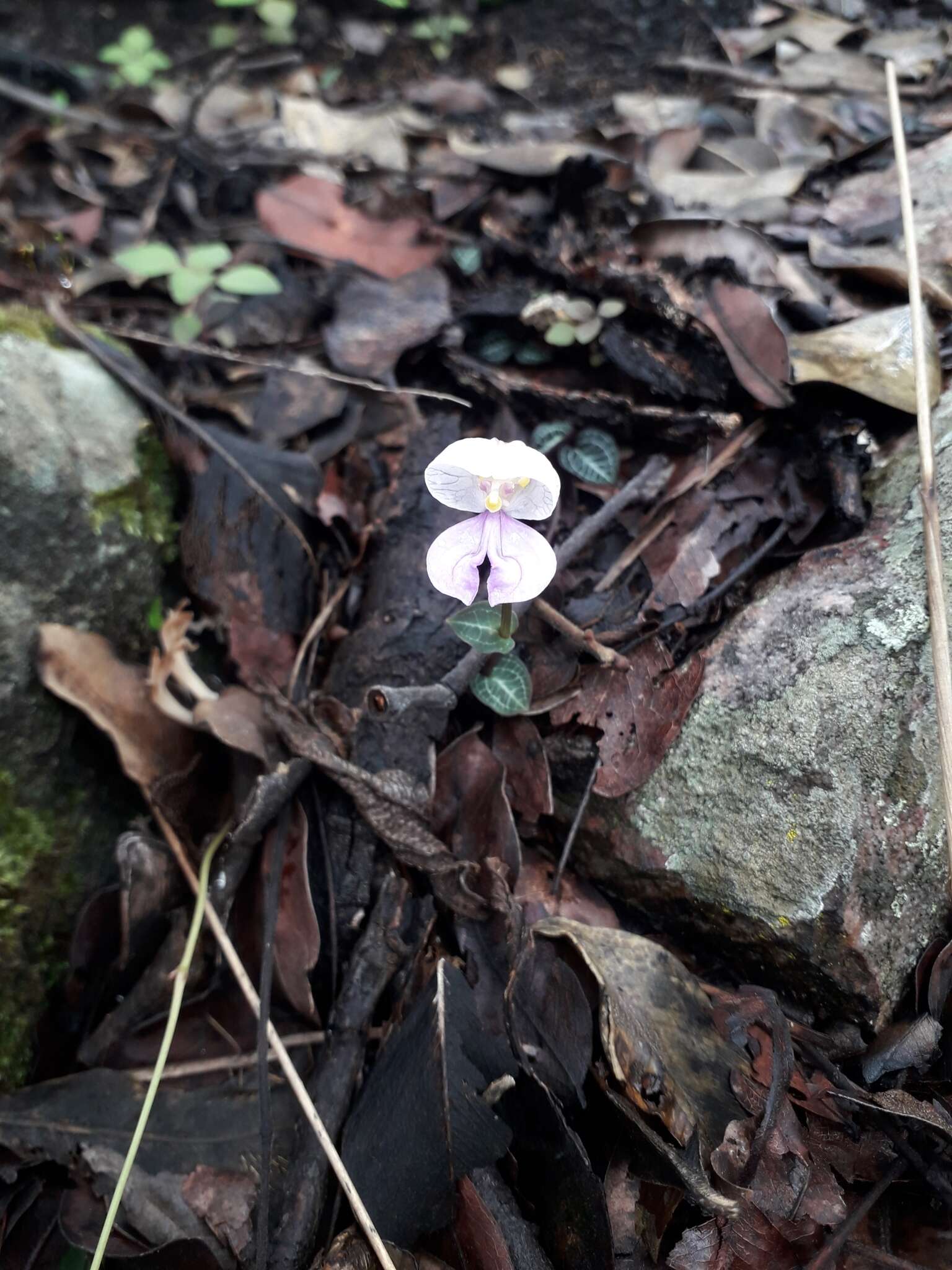 Image of Disperis katangensis Summerh.