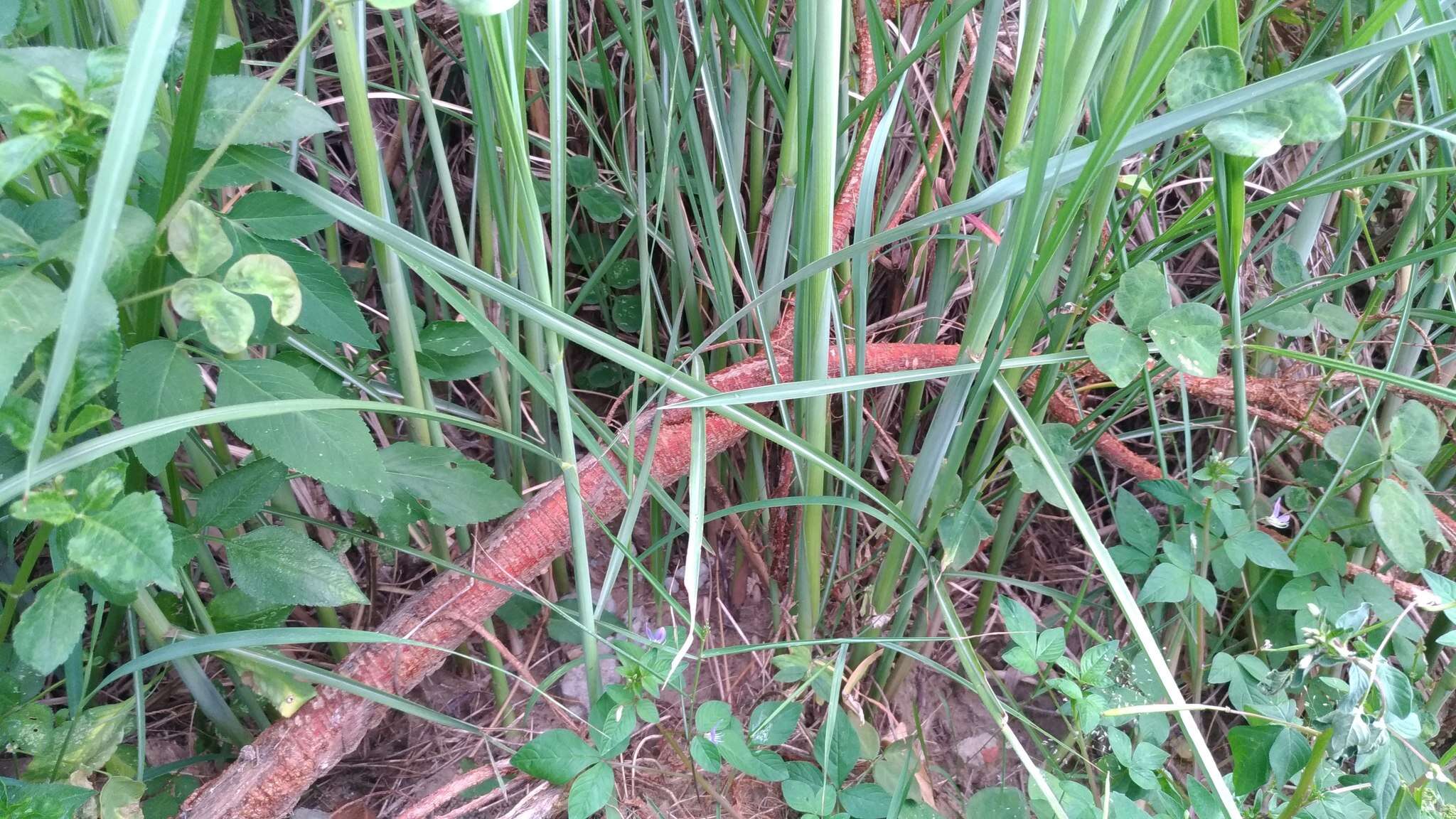 Image of Wild Sugar-Cane