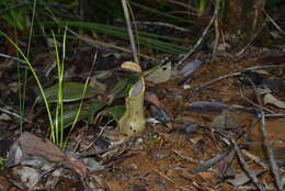 Image of Nepenthes vieillardii Hook. fil.