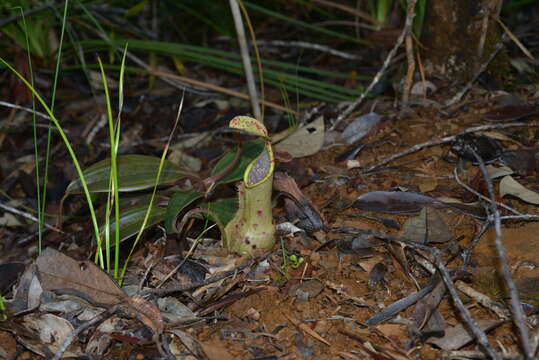 Слика од Nepenthes vieillardii Hook. fil.