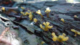 Image of Dacrymycetaceae