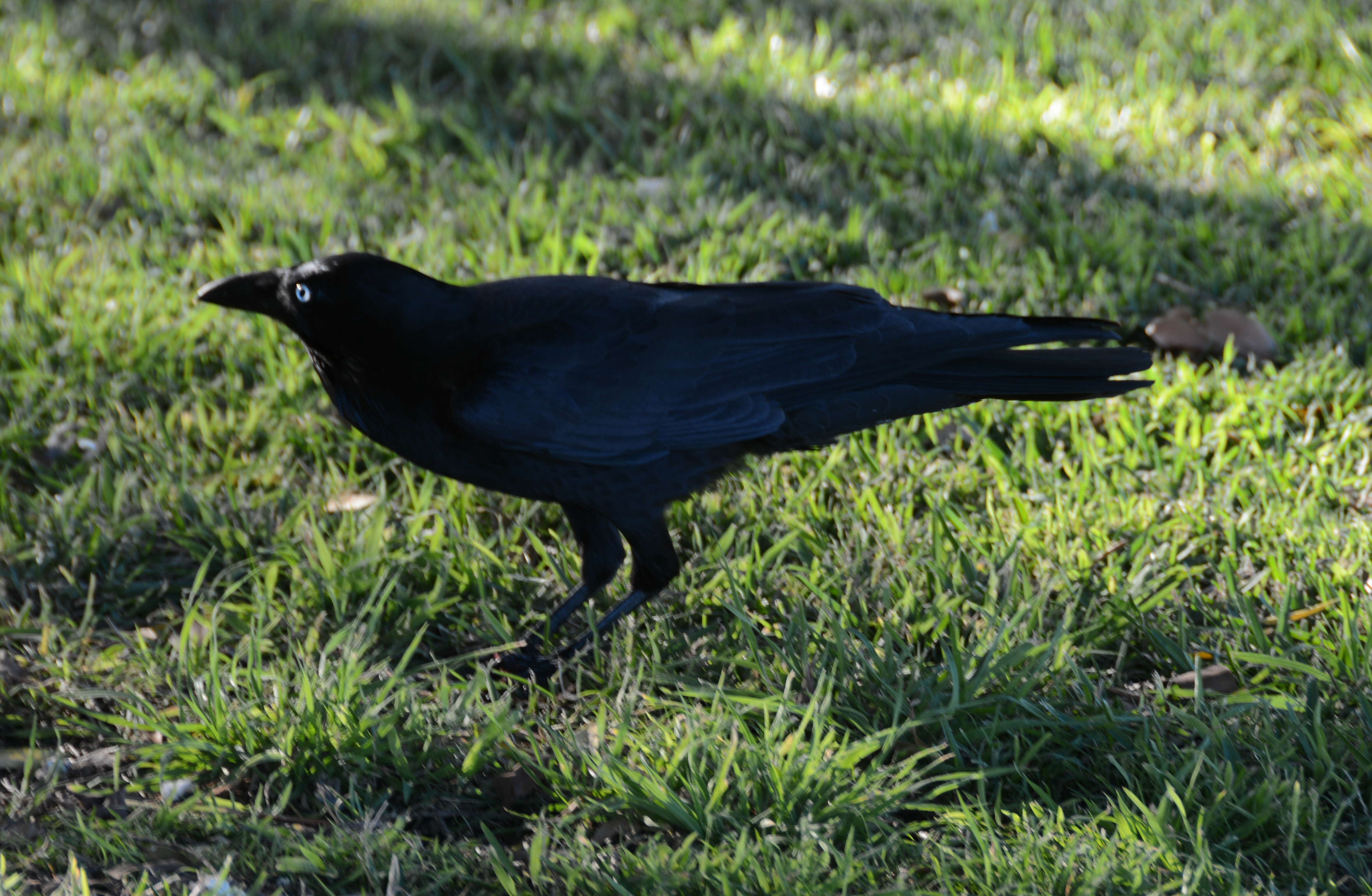 Imagem de Corvus coronoides Vigors & Horsfield 1827