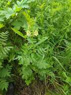 Plancia ëd Astragalus americanus (Hook.) M. E. Jones